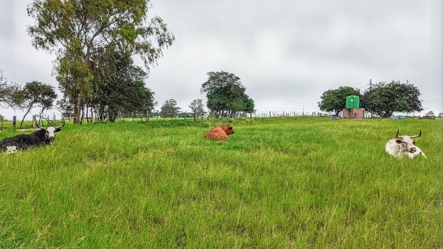 Commercial Property for Sale in Rondevlei Western Cape